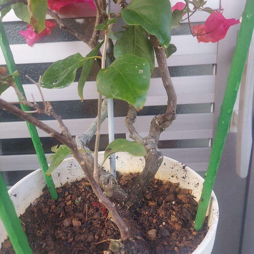 ブーゲンビリア No111 らくらくメルカリ便発送‼️ - メルカリ