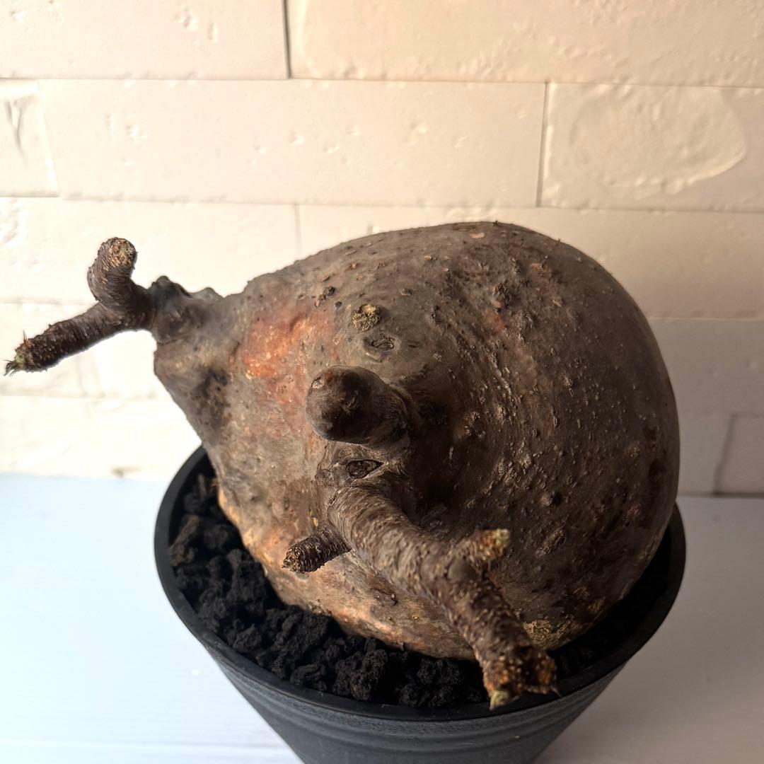 紋次郎様専用】PG40 パキポディウム グラキリス 発根済 現地株 - メルカリ