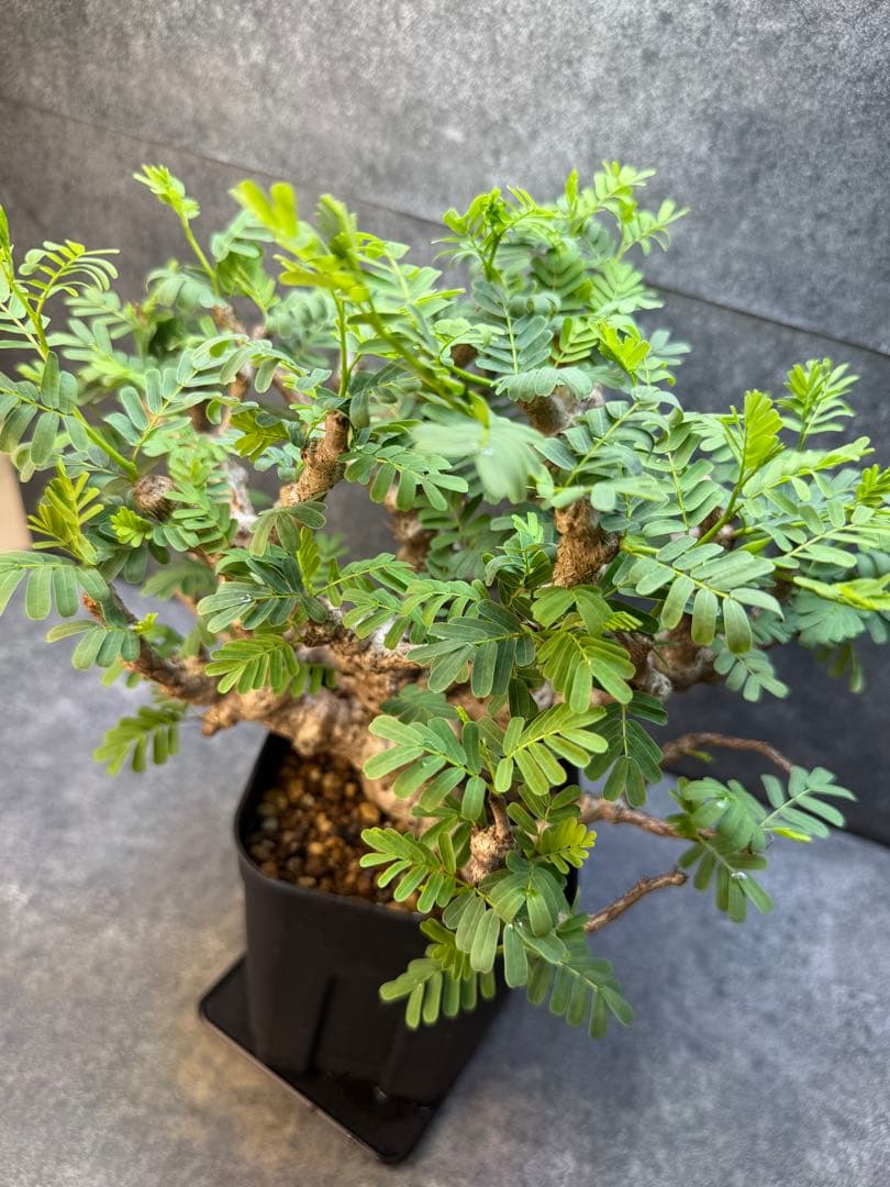 センナ メリディオナリス 海外実生 発根済み 398 - メルカリ