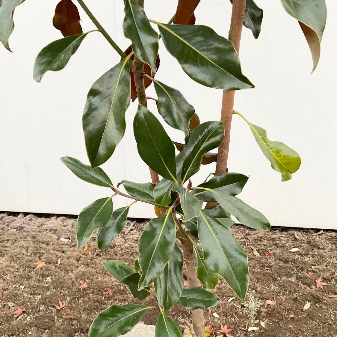 猫山さん専用 タイサンボク ケイパレス/ 949 - メルカリ