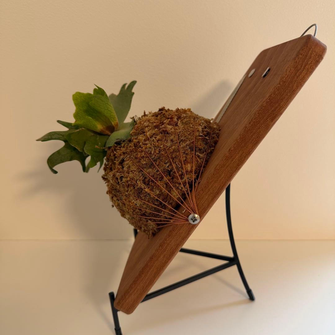 板付 ビカクシダ P. Willinckii Golden Boy - メルカリ