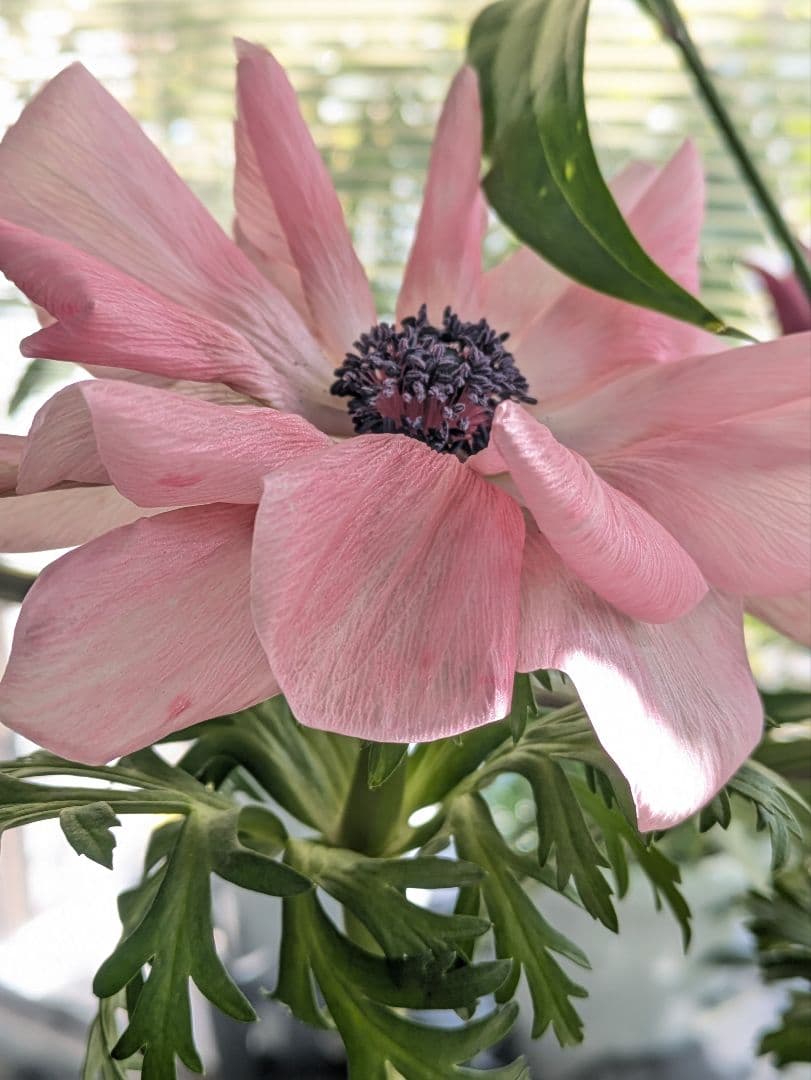 ♡はるかぜ様♡