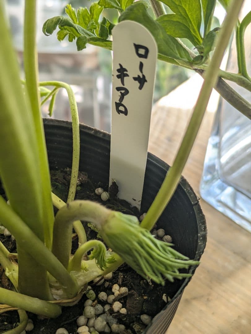 ♡はるかぜ様♡