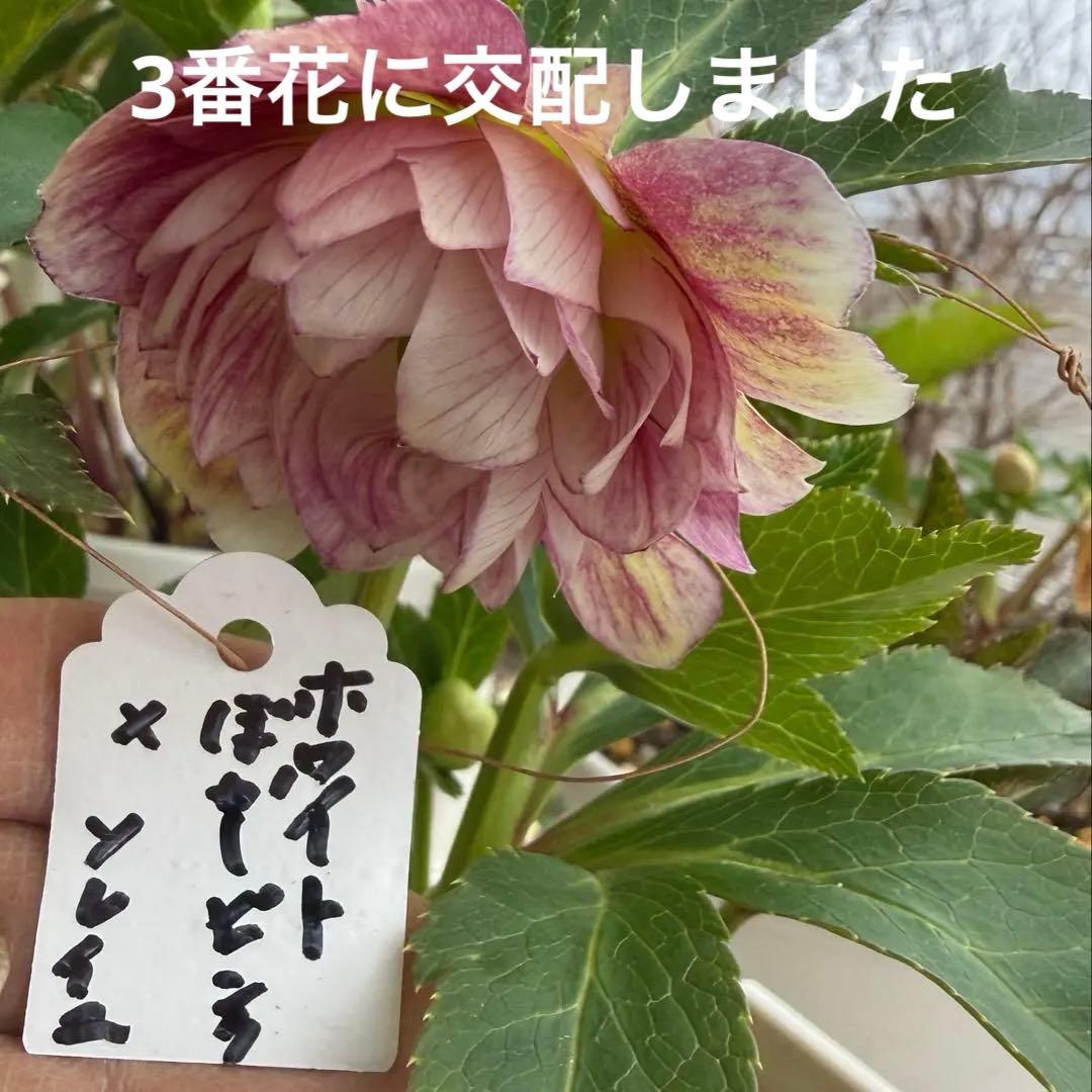 ddホワイトぼかしピンク 広瀬園芸 ✨おまけソレイユ交配✨クリスマス