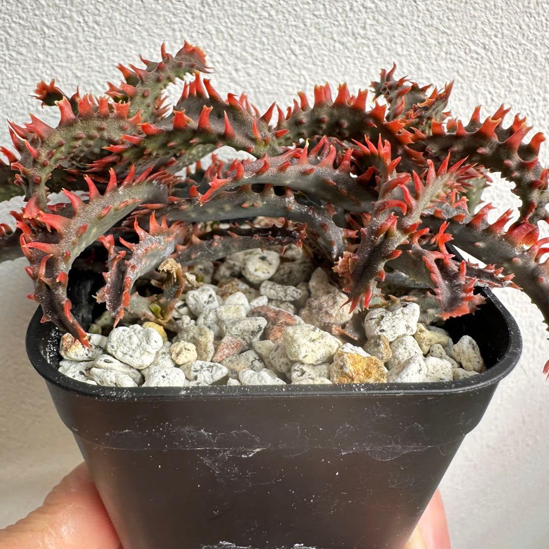 アロエハイブリッド Aloe Hybrid 2株 子株付き - メルカリ