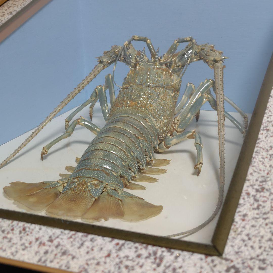 額装標本 ニシキエビ 錦海老 伊勢海老 えび 剥製 縁起物 - メルカリ
