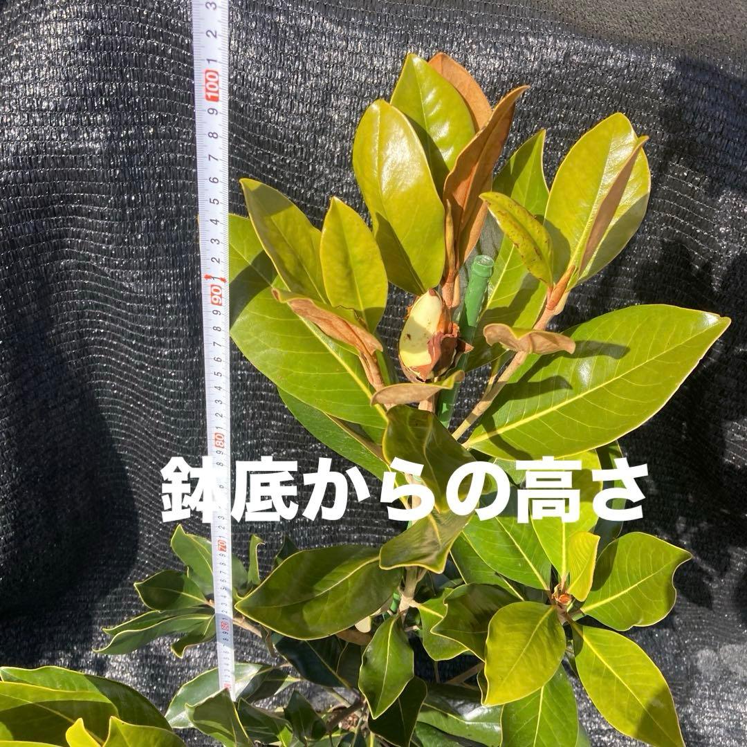 ④*:ஐ四季咲き・矮性！*:ஐ丈夫な接木・タイサンボク・苗木【リトル