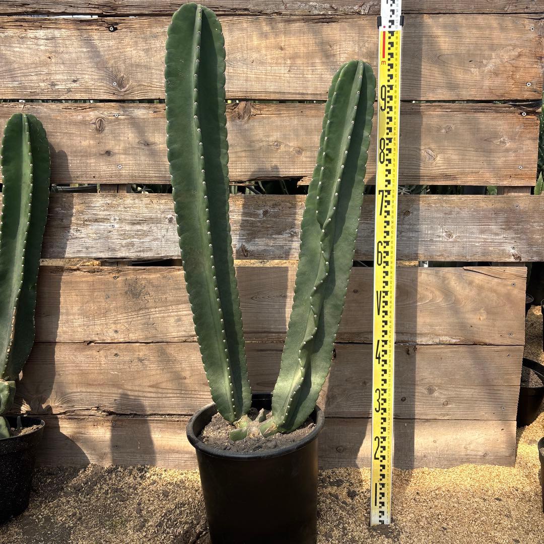 売り切越冬済 柱サボテン 鬼面角 発根 ドライガーデン 耐寒性アガベ