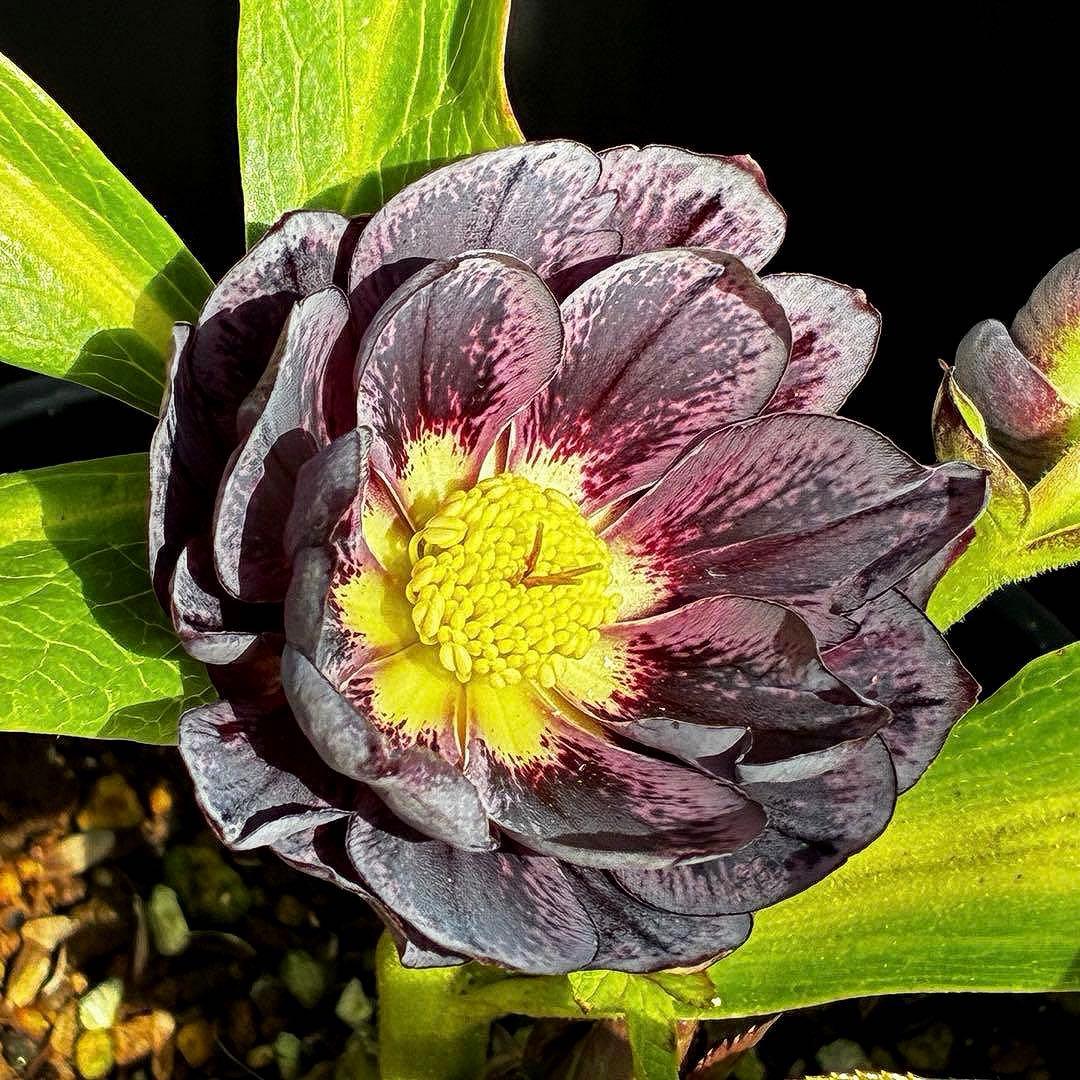 A*️様 3478☘️限定1株☘️未株分☘️花付☘️レア☘️スモーキーダーク⭐️