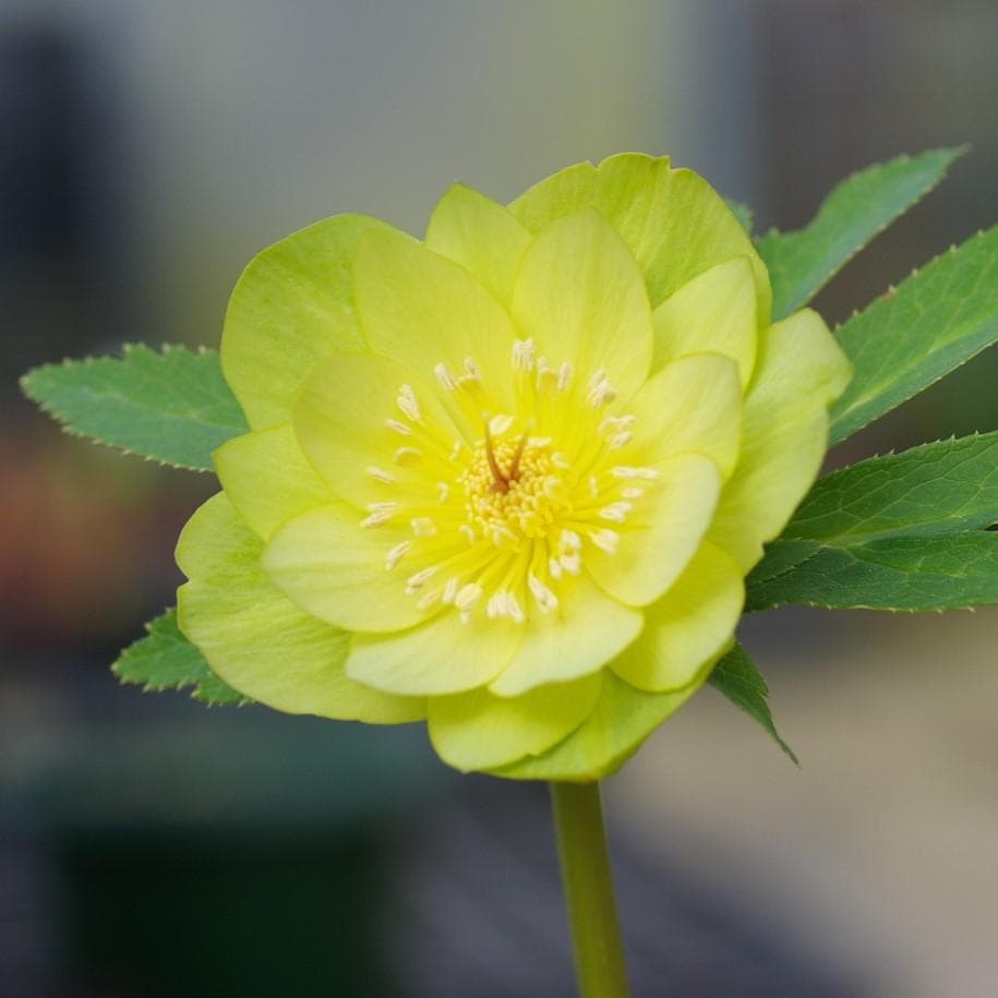 5021 ddメロンゴールド クリスマスローズ 開花株 - メルカリ