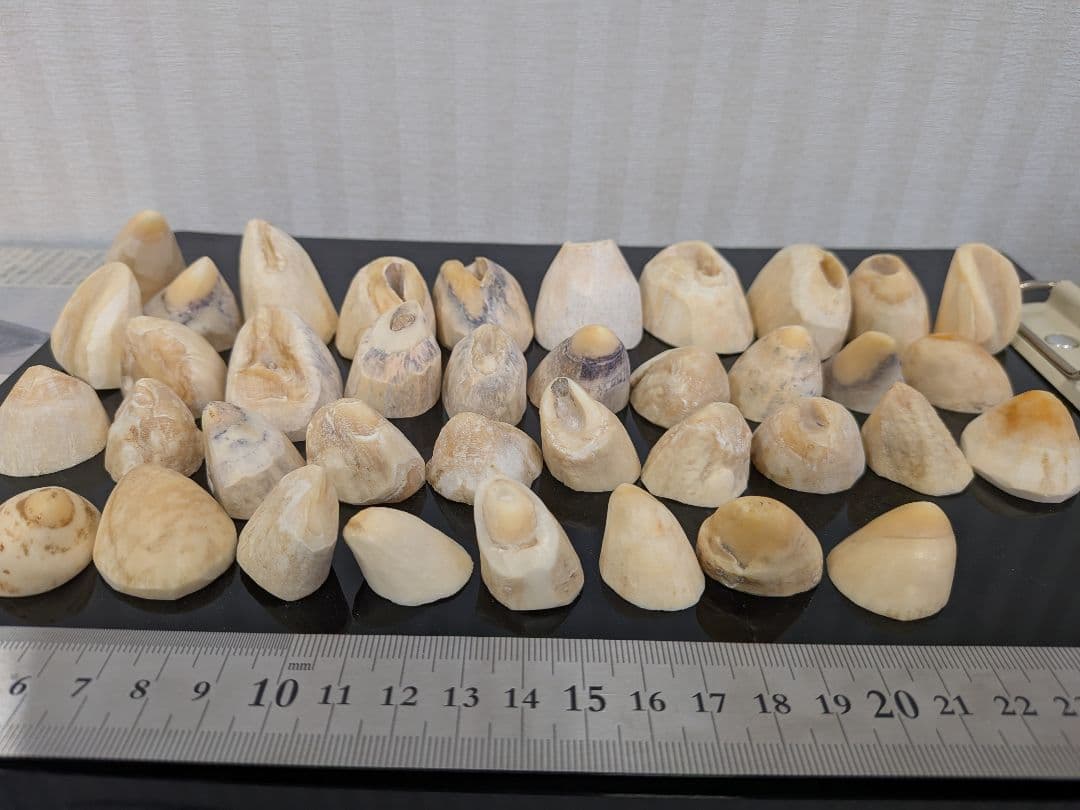 マッコウ鯨歯　本歯先小サイズ くじらの博物館デジタルミュージアム