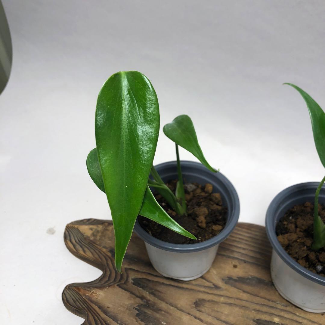 MS504 モンステラ バールマルクスフレーム5株セット - メルカリ