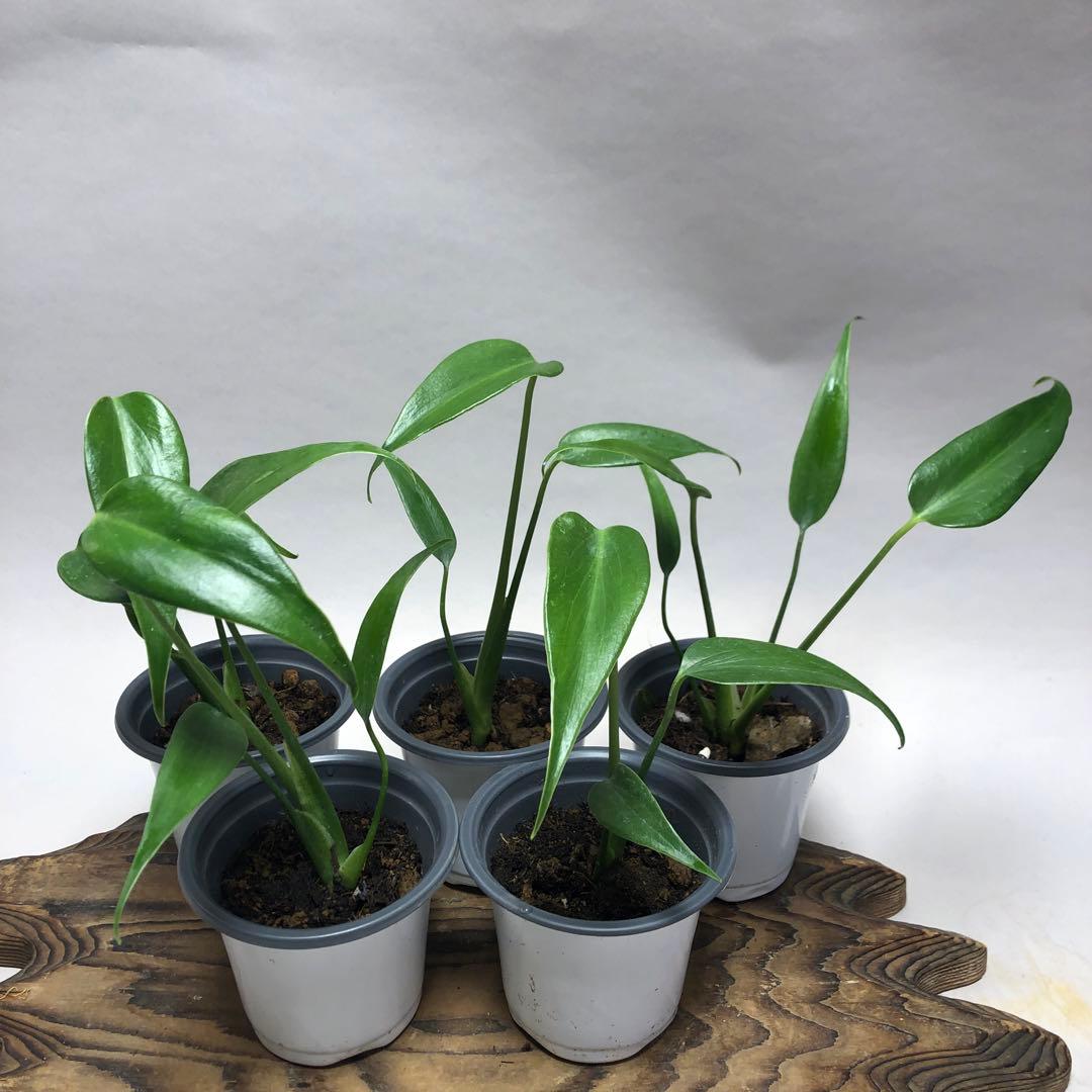 MS504 モンステラ バールマルクスフレーム5株セット - メルカリ