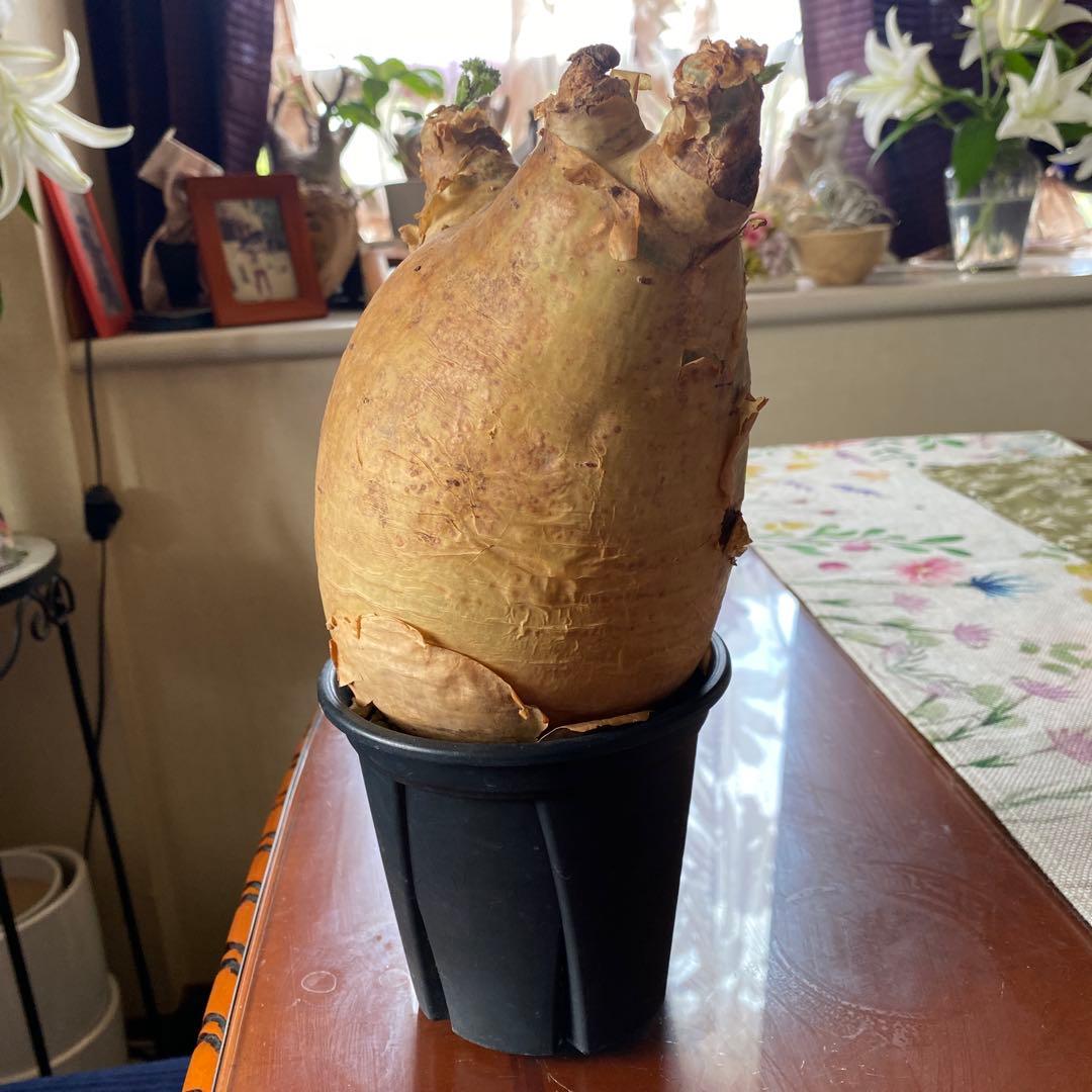 キフォステンマ マクロプス 大きめ 現地球 - メルカリ