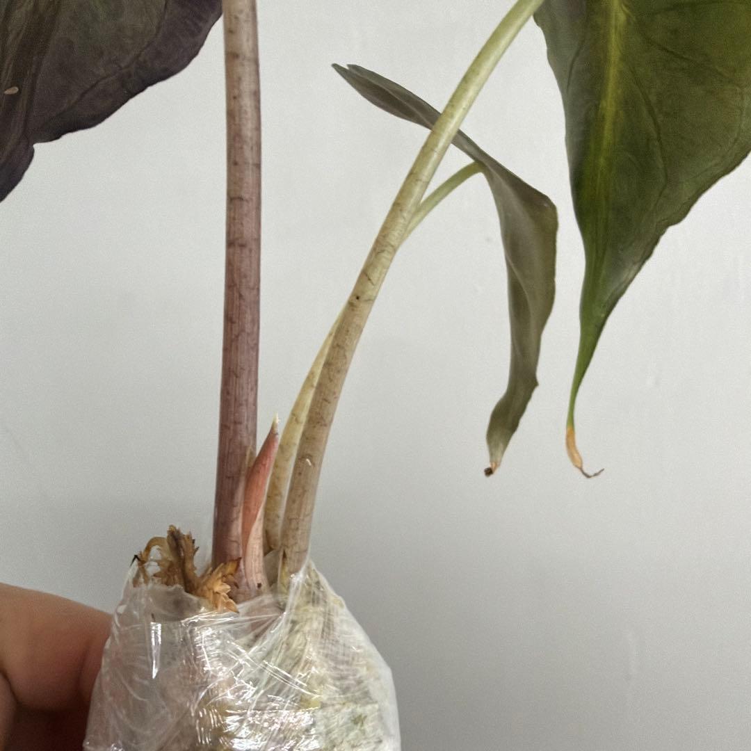 アロカシア ヴェノム Alocasia 'Venom' 管理番号s227 - メルカリ