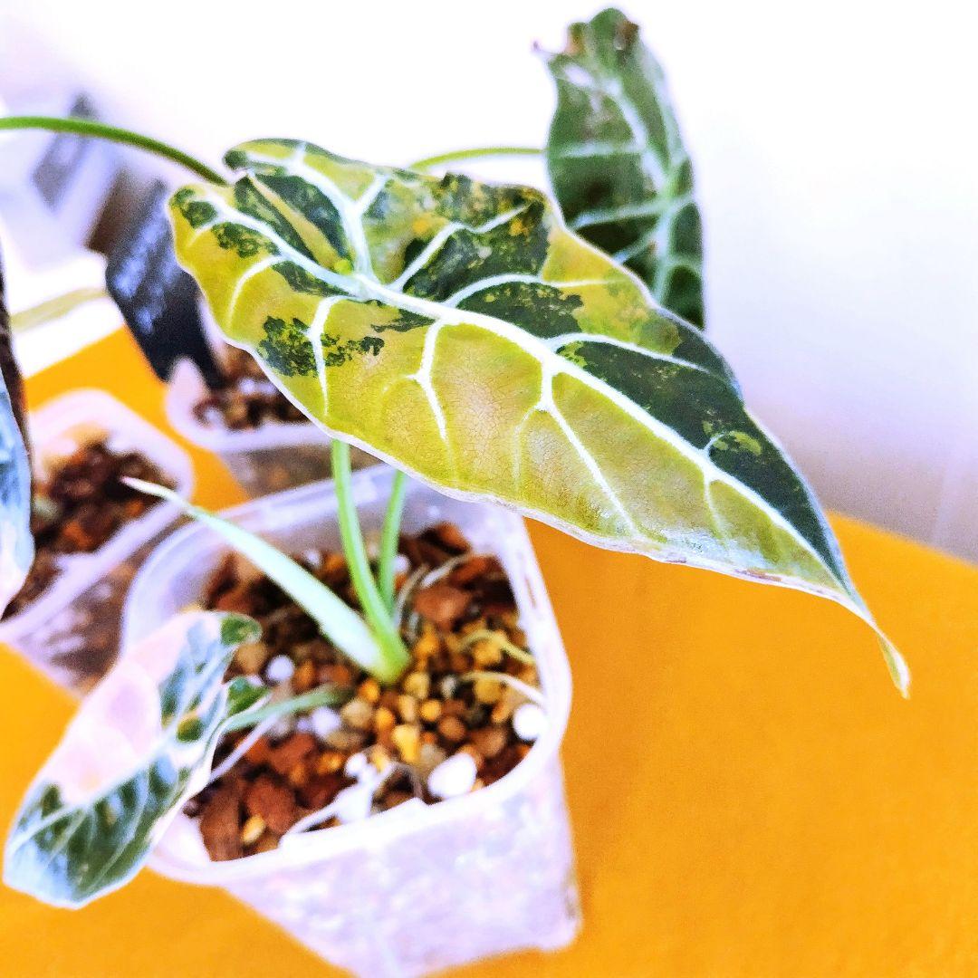 希少】アロカシア ワトソニアナ 斑入り ピンク オーレア 実生 b - メルカリ