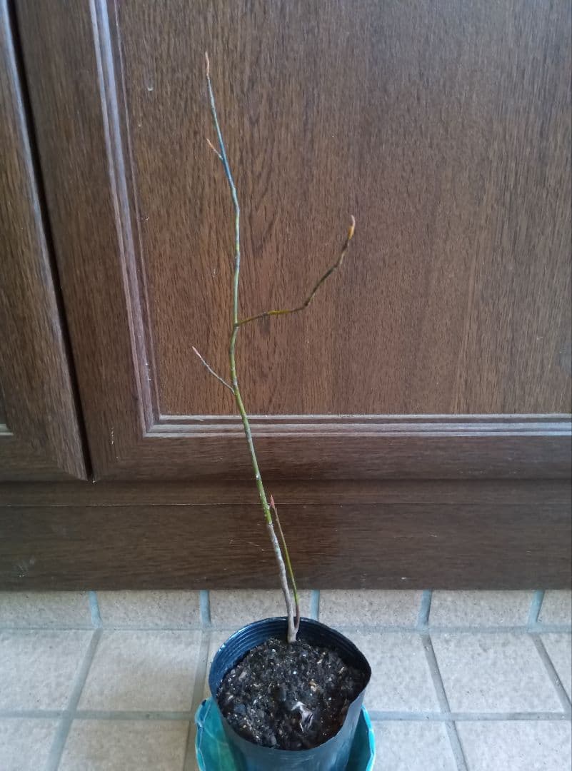 ✨️クロモジ（山採り） ポット下から約45センチ - メルカリ