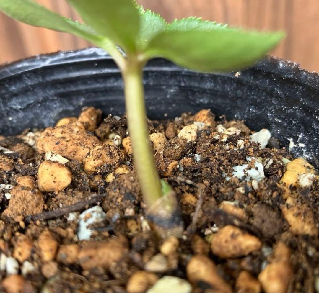 原種クリスマスローズ チベタヌス 四川省産 実生苗 - メルカリ