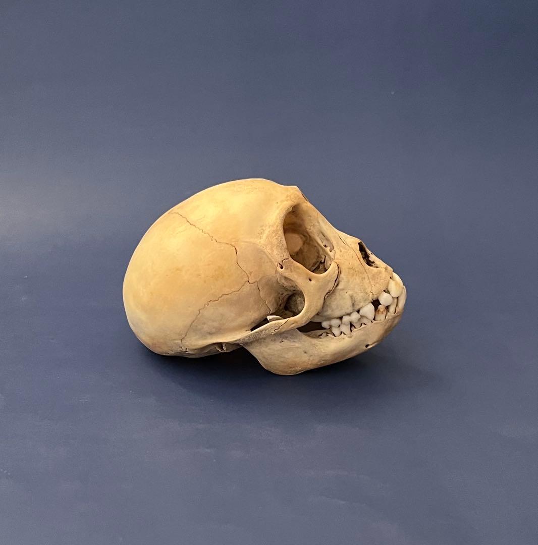 猿の頭蓋骨　骨格標本 猿の頭蓋骨 骨格標本 - メルカリ