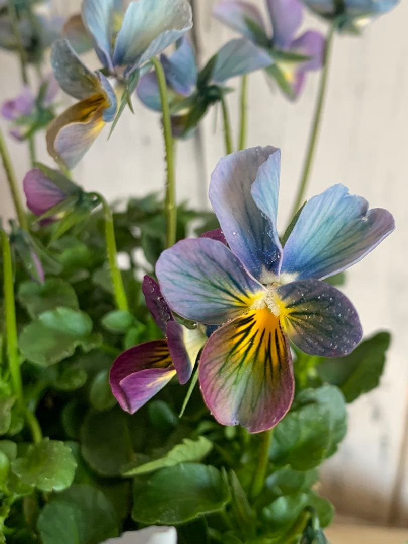 R*U様 すみれ図鑑　1苗　no I