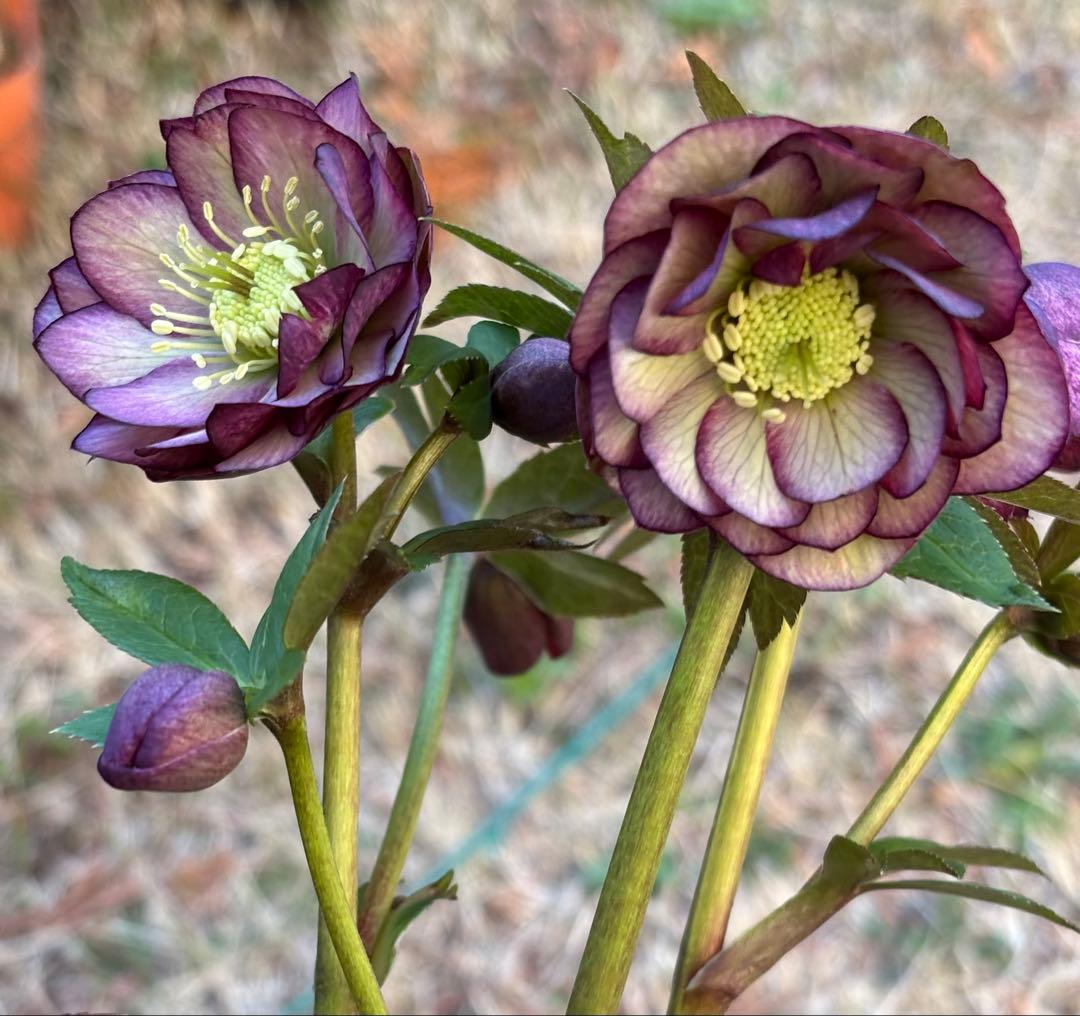 広瀬園芸 クリスマスローズ ダブル 開花株 - メルカリ