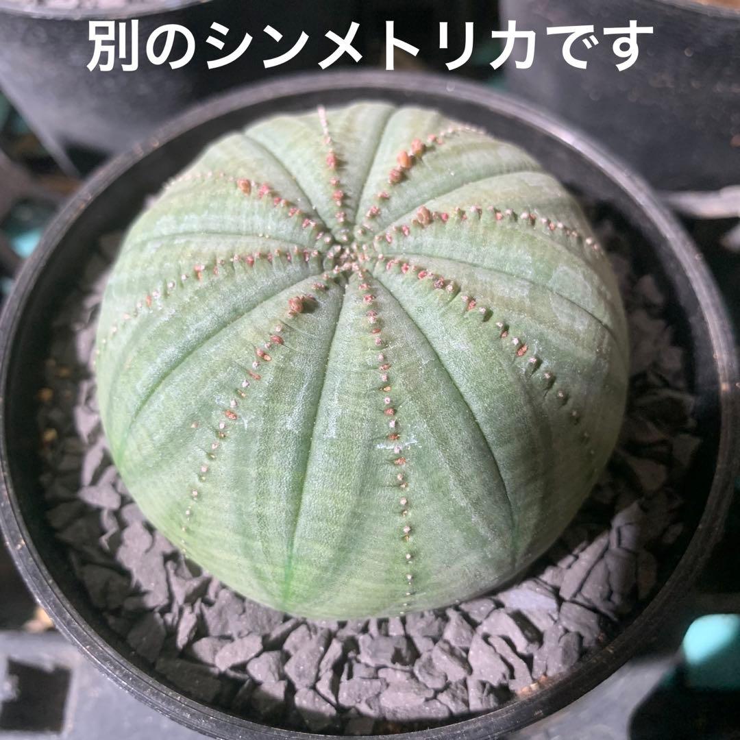 シンメトリカ 仔吹きタイプではない 7.5cm 3.5寸 超扁平お饅頭型