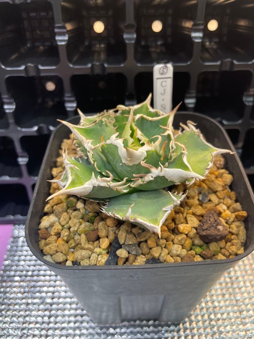 TAKENOKO SHOP様専用 アガベチタノタホオジロザメCJスペシャル ⑤