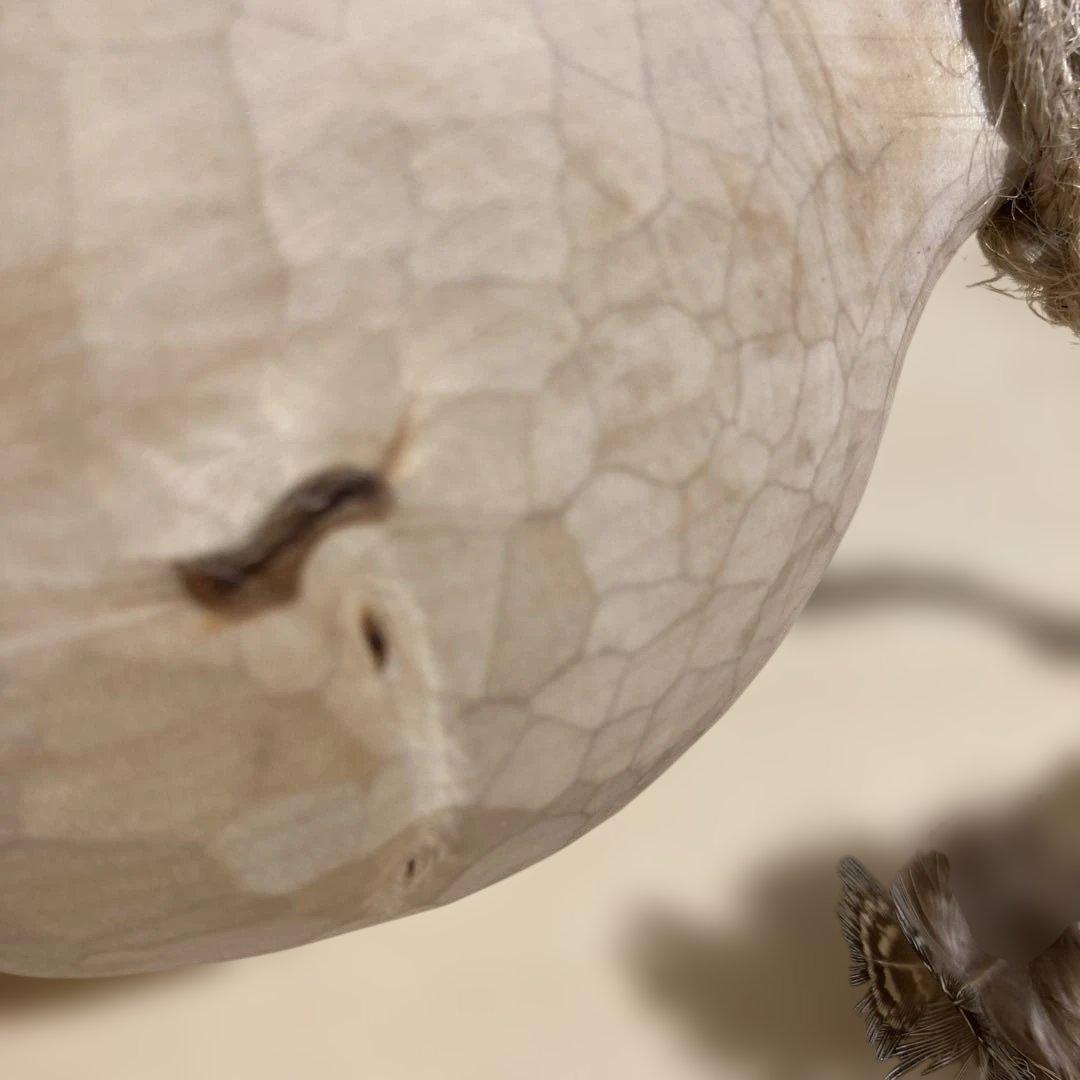 新品】ソウルオブシベリア Blizzard No.3306 ククサ - メルカリ