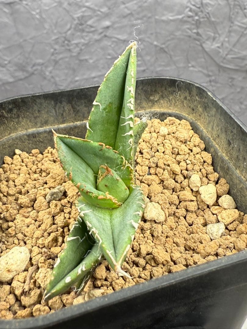 アガベ チタノタ 「冰雹」子株 ブツブツ 特選株 - メルカリ