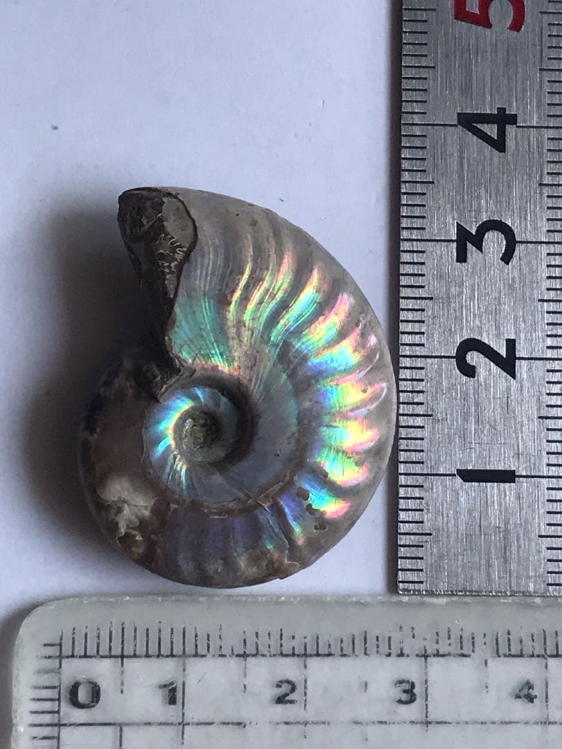 マダガスカル産 アンモナイト化石青（クリオニセラス）ミニサイズ