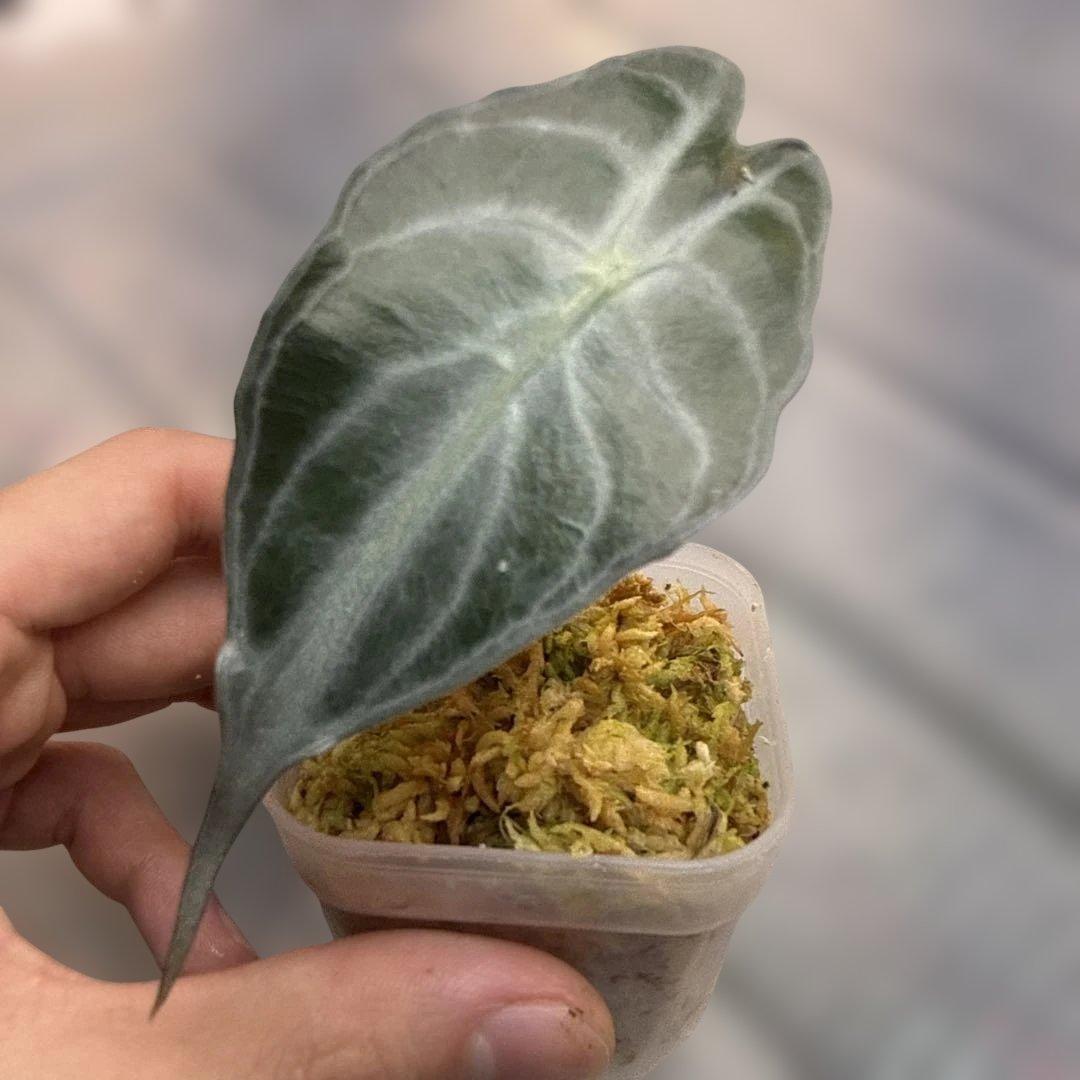 選抜 アロカシア ベノム - メルカリ