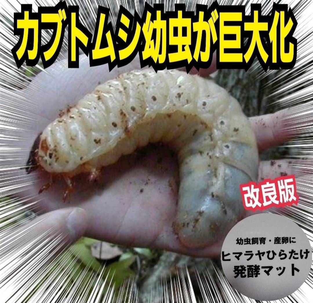 ダ*ド様 アマミマルバネクワガタWD標本 54.9㎜希少