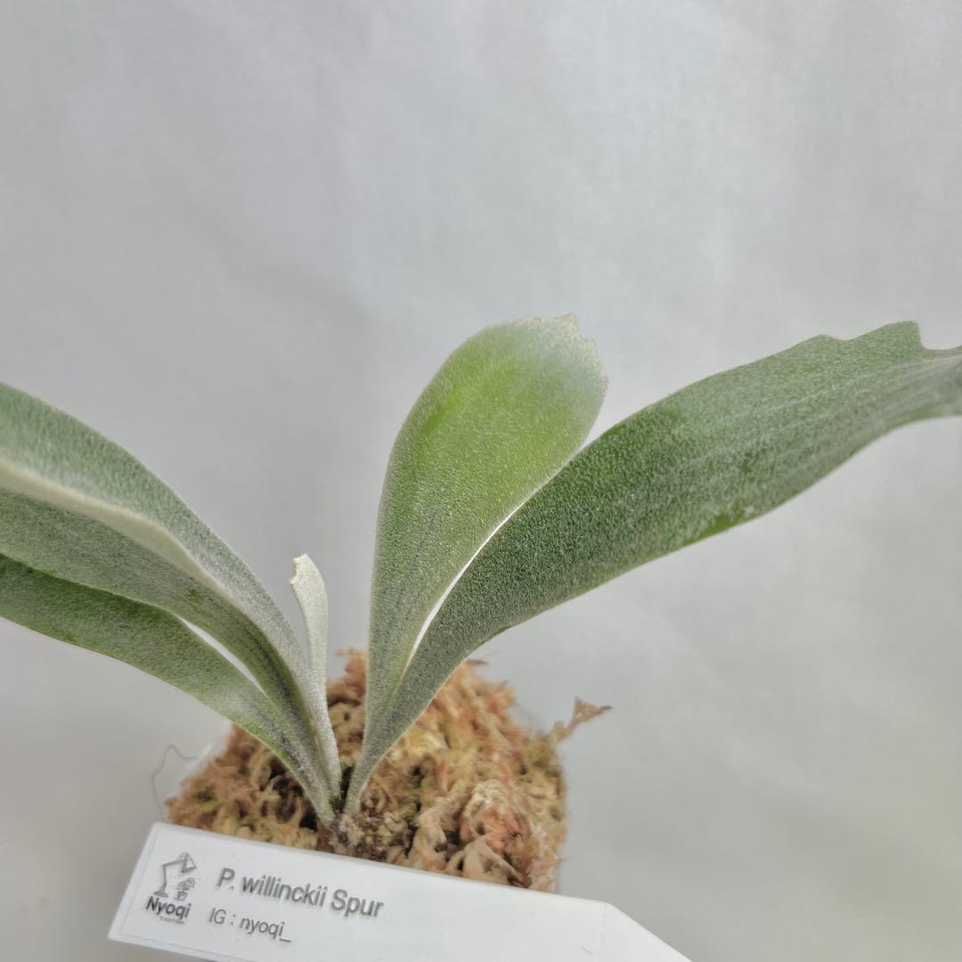 メルカリ便】P. Willinckii Spur(TC) 【18】 - メルカリ
