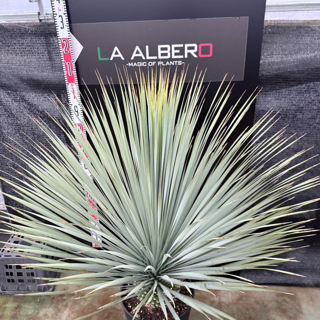 AL1204】ユッカ ロストラータ ランチョブルー（品種名）極太 - メルカリ