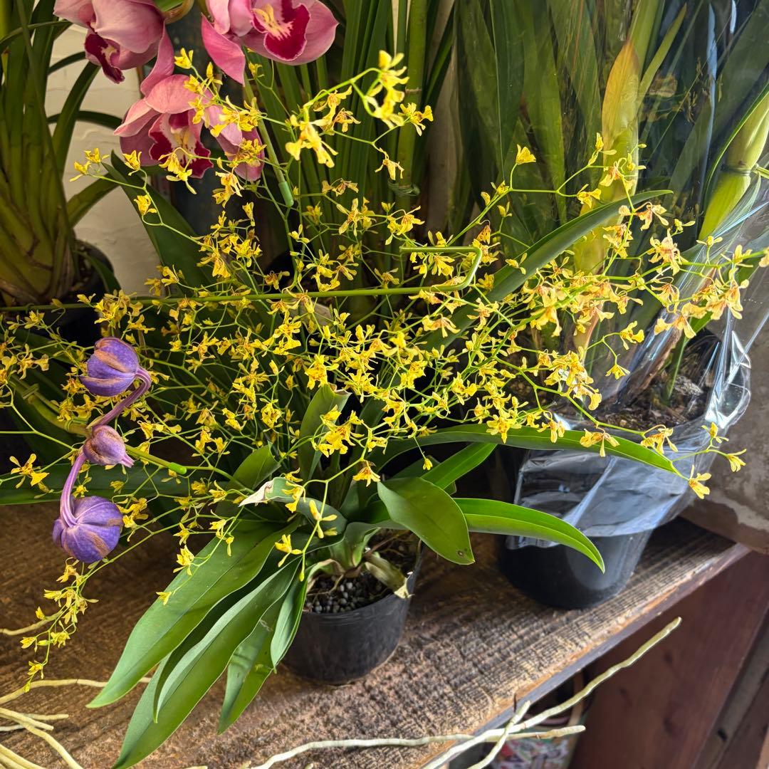 グ*チ様 蘭 育成用株 5つ シンビジューム バンダ オンシジューム