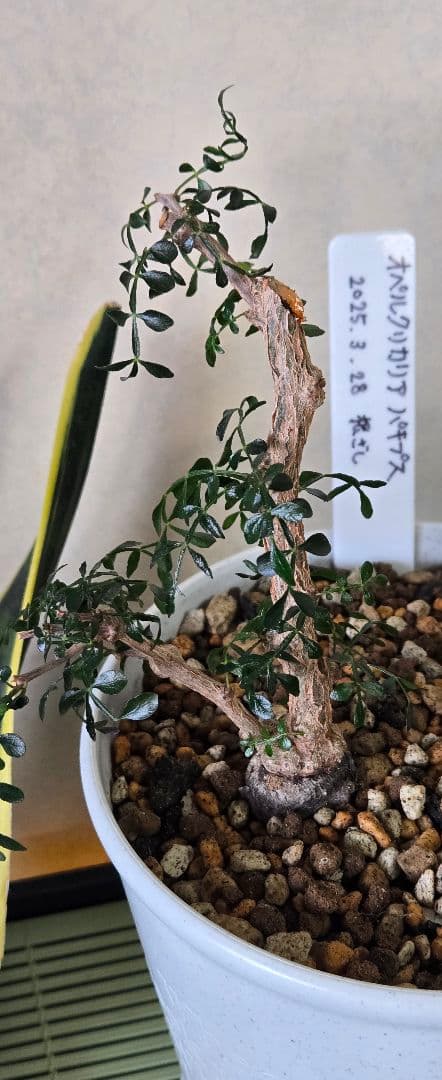 オペルクリカリア.パキプス (根挿し)パワータンク有り♪ - メルカリ