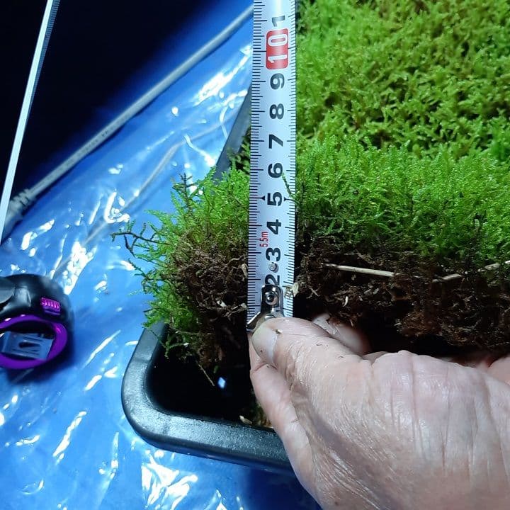 ☆継足し品☆5個セット◎ハイ苔5年物◎造園苔玉☆厚2〜3/長47幅32