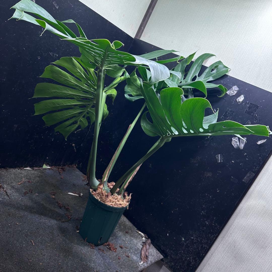Remn様専用モンステラデリシオーサマクロコズム超希少系統鉢植え102
