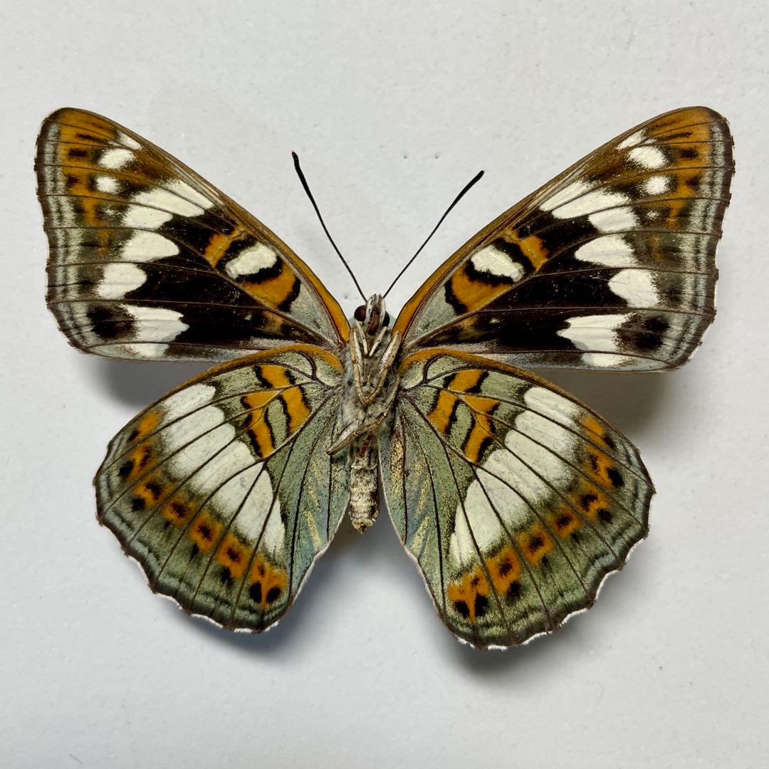 蝶標本 北海道産オオイチモンジ♀4頭 採集品 ⭐️道内オオイチ♀激減