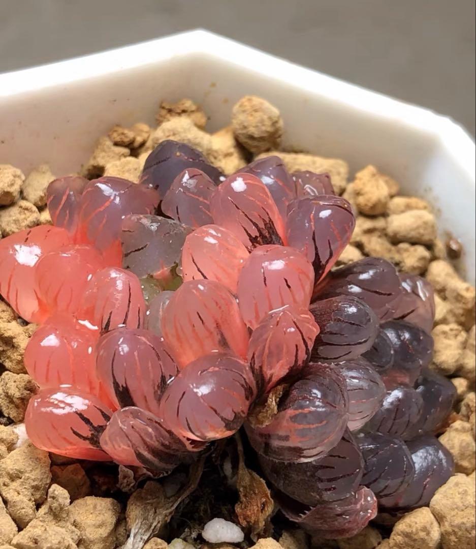 じ*む様 多肉植物 ハオルチア 赤太陽錦 極上斑 親株 子株付き - メルカリ