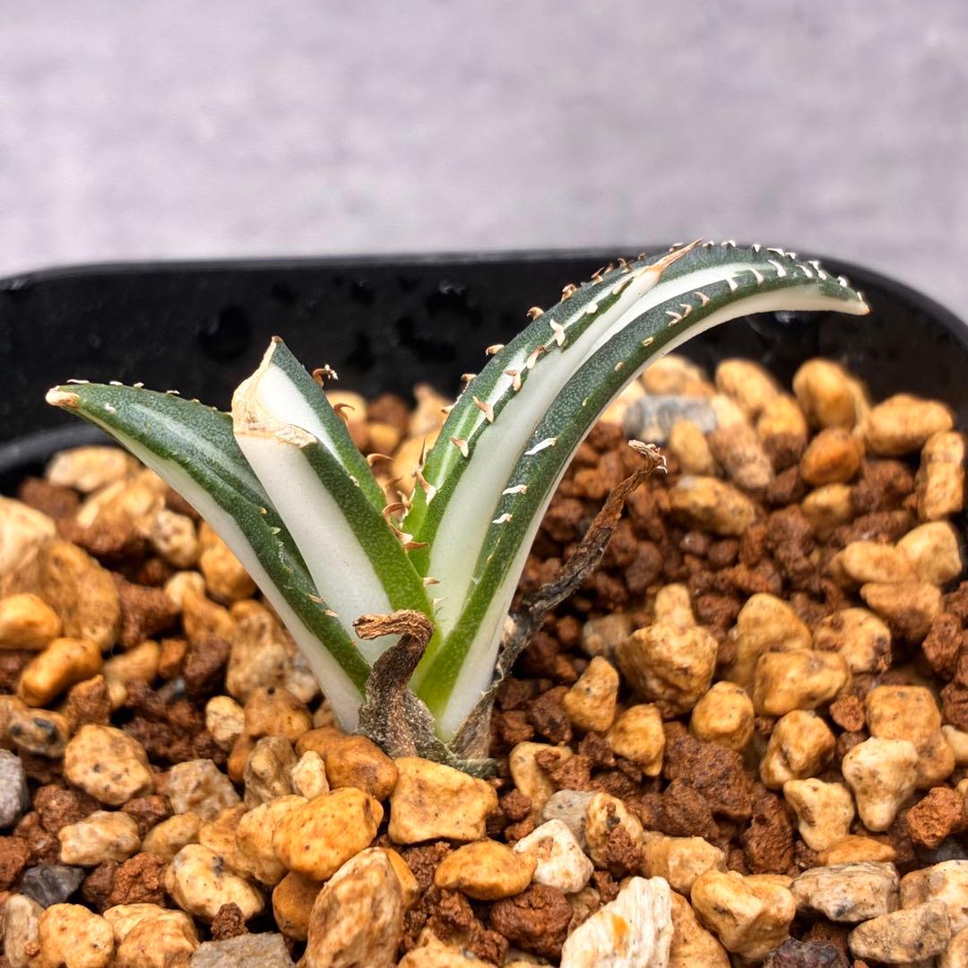 か*こ様 アガベ チタノタ 「 宝珠錦 」白中斑 特選株 極白 - メルカリ