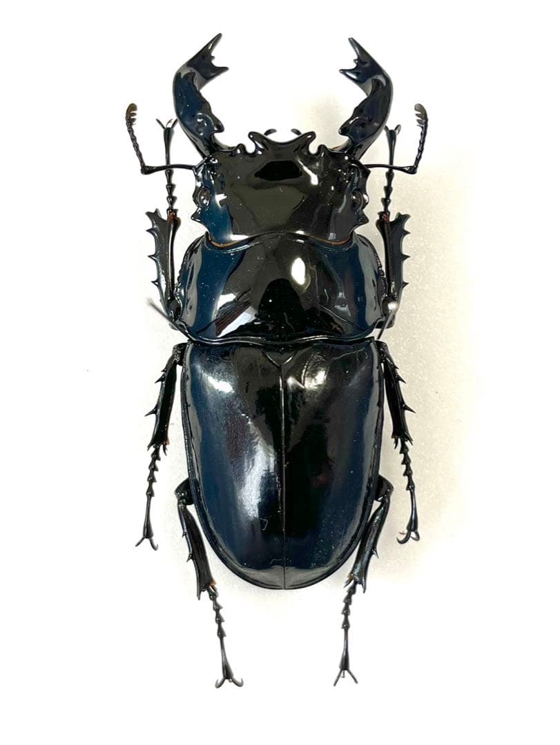 タランドゥスオオツヤクワガタ 70mm 標本 - メルカリ