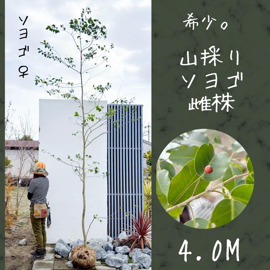 希少。山採りソヨゴ雌株4.0M(鉢底から) - メルカリ