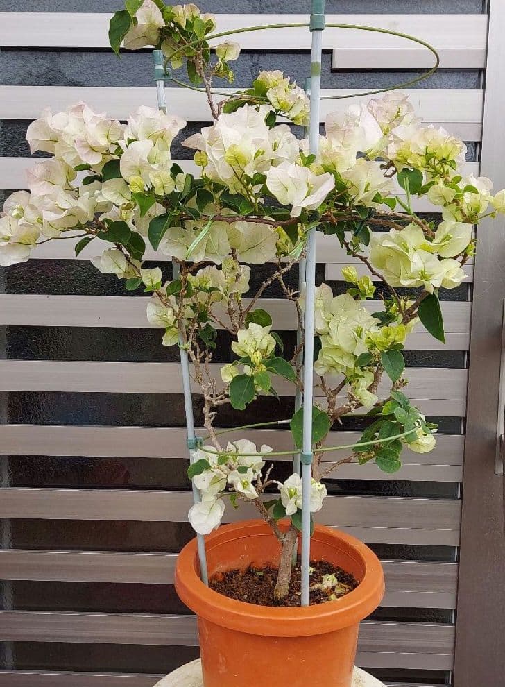 ブーゲンビリア No.120 らくらくメルカリ便発送‼️ - メルカリ