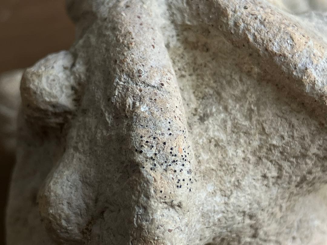 美しい、、古代中国の羊像 新石器時代後期頃 前3000～2000年】骨董