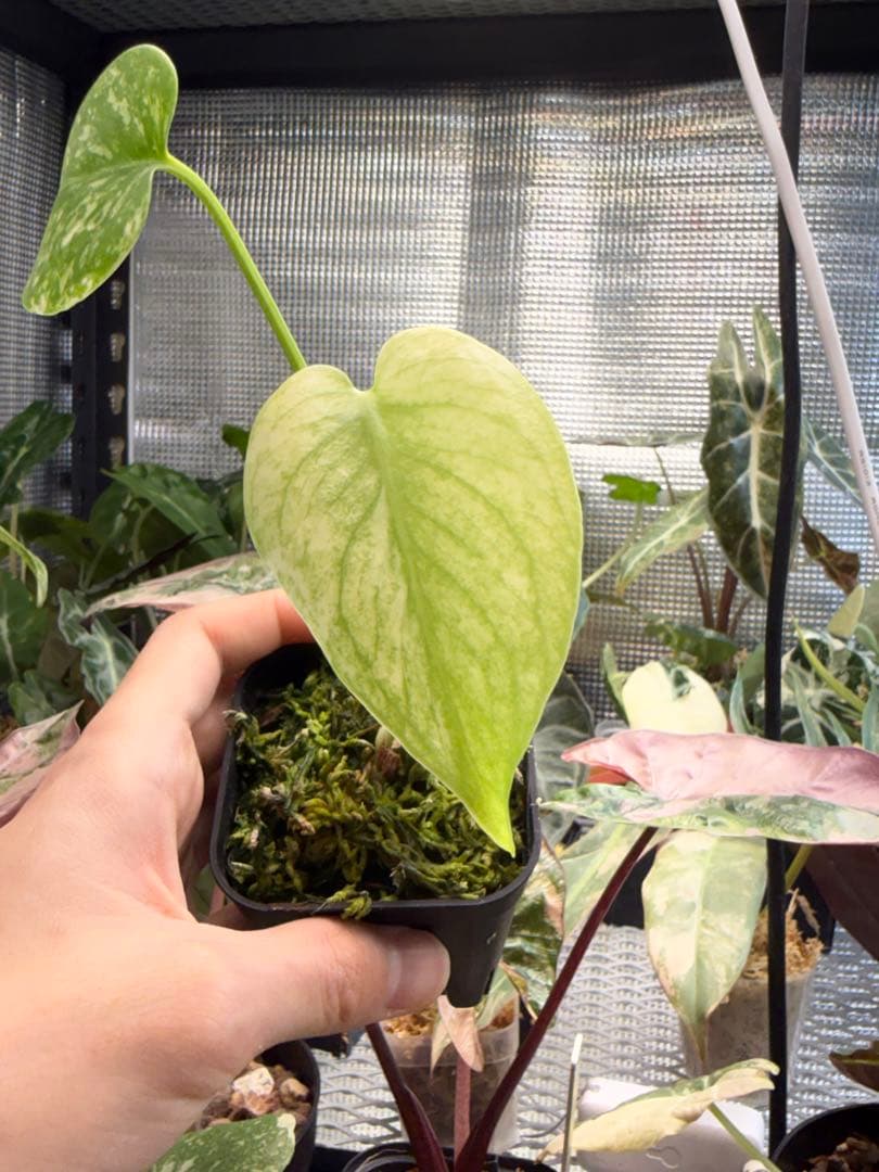 選抜株 モンステラ デリシオーサミント - メルカリ