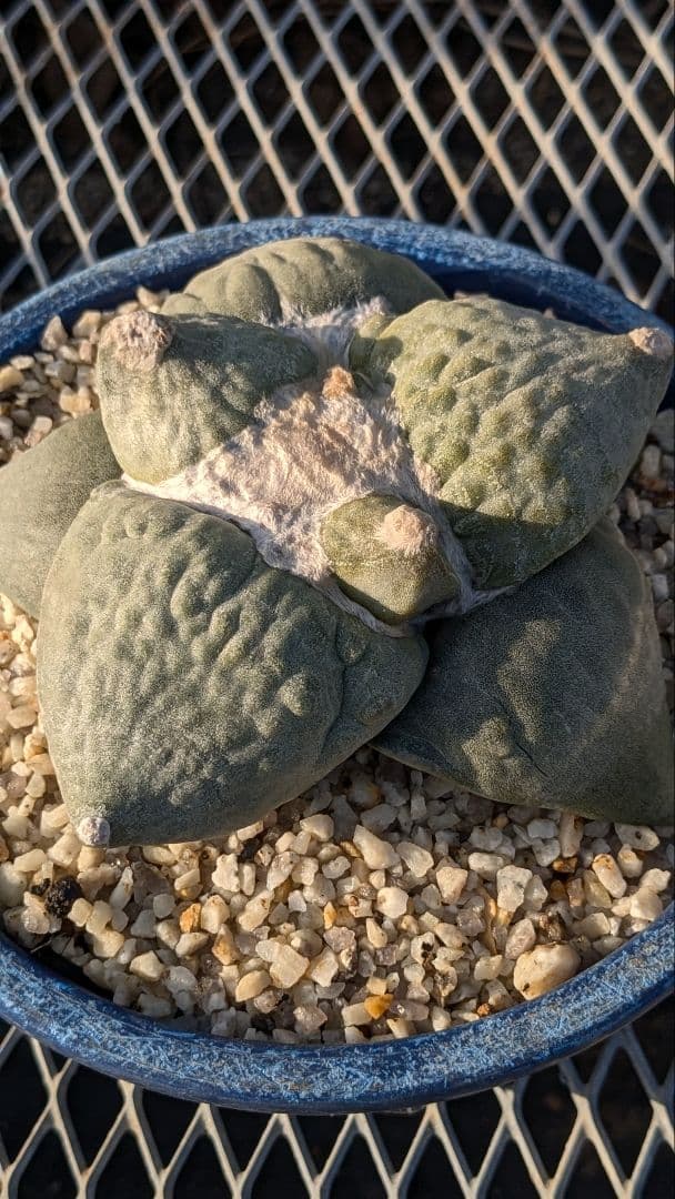 大疣花牡丹 実生 サボテン 多肉植物 - メルカリ