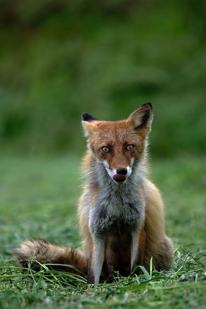 ミ*ン様 富士フィルム XF 100-400mm F4.5-5.6 R LM O