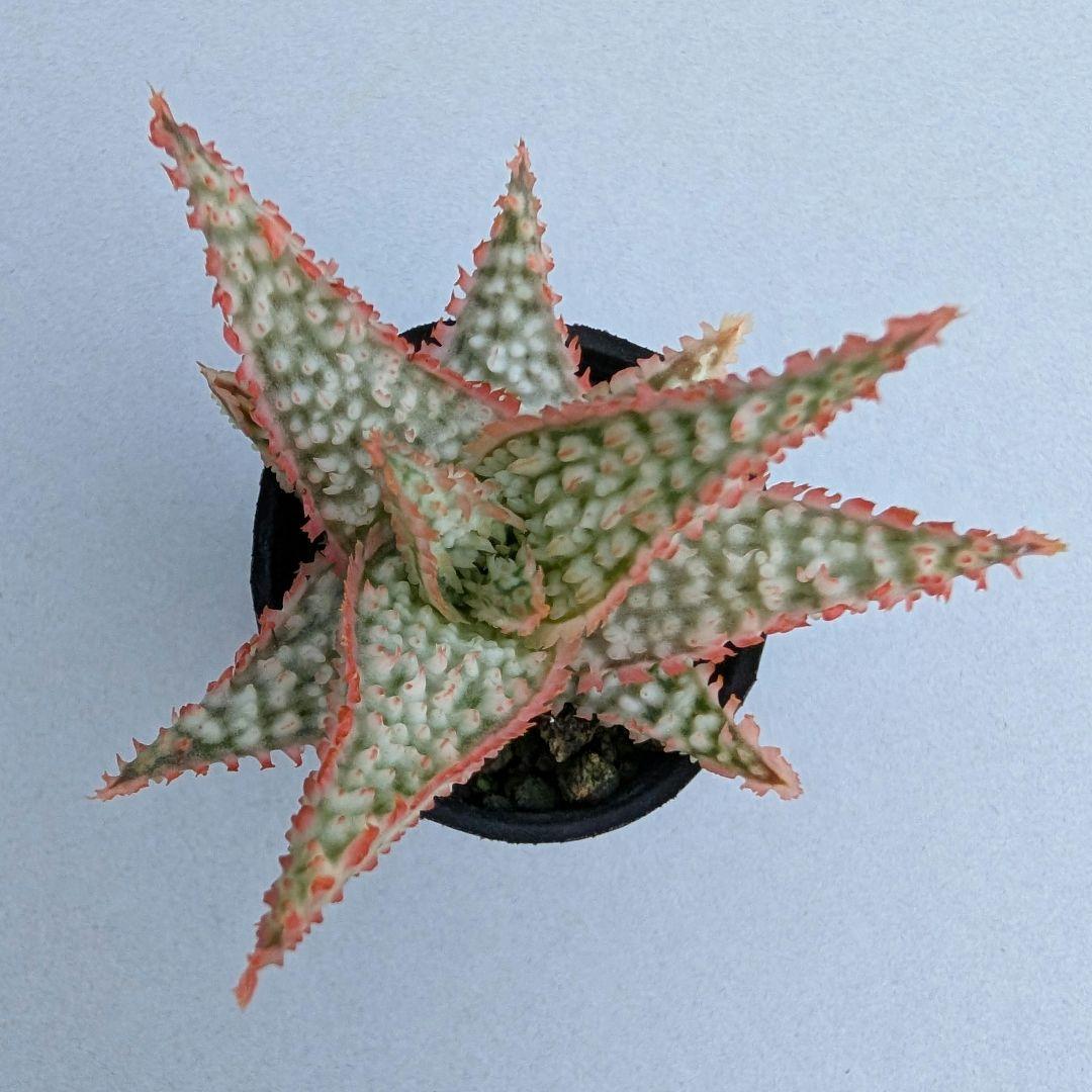 多肉植物 アロエ テンプラハイブリッド(実生苗です) - メルカリ