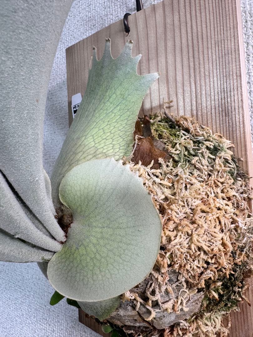 良い P. Lion Head ライオンヘッド ビカクシダ 株分け OC コルク